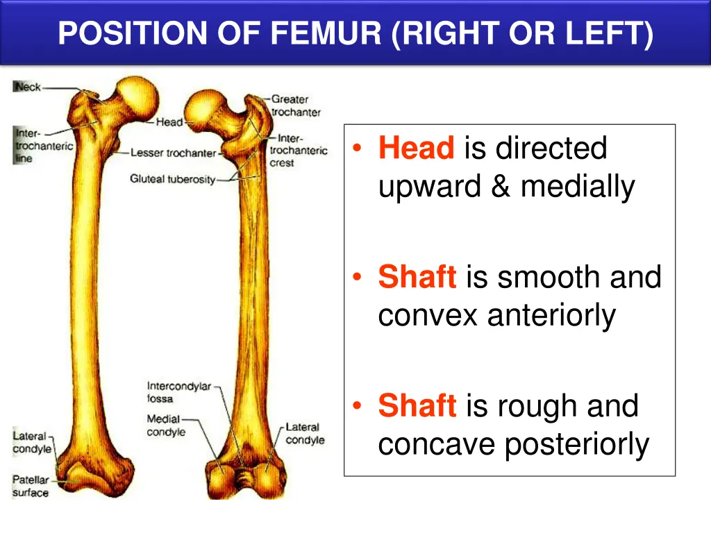 position of femur right or left