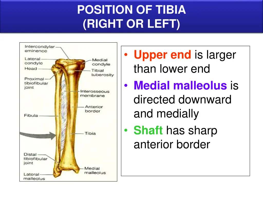 position of tibia right or left