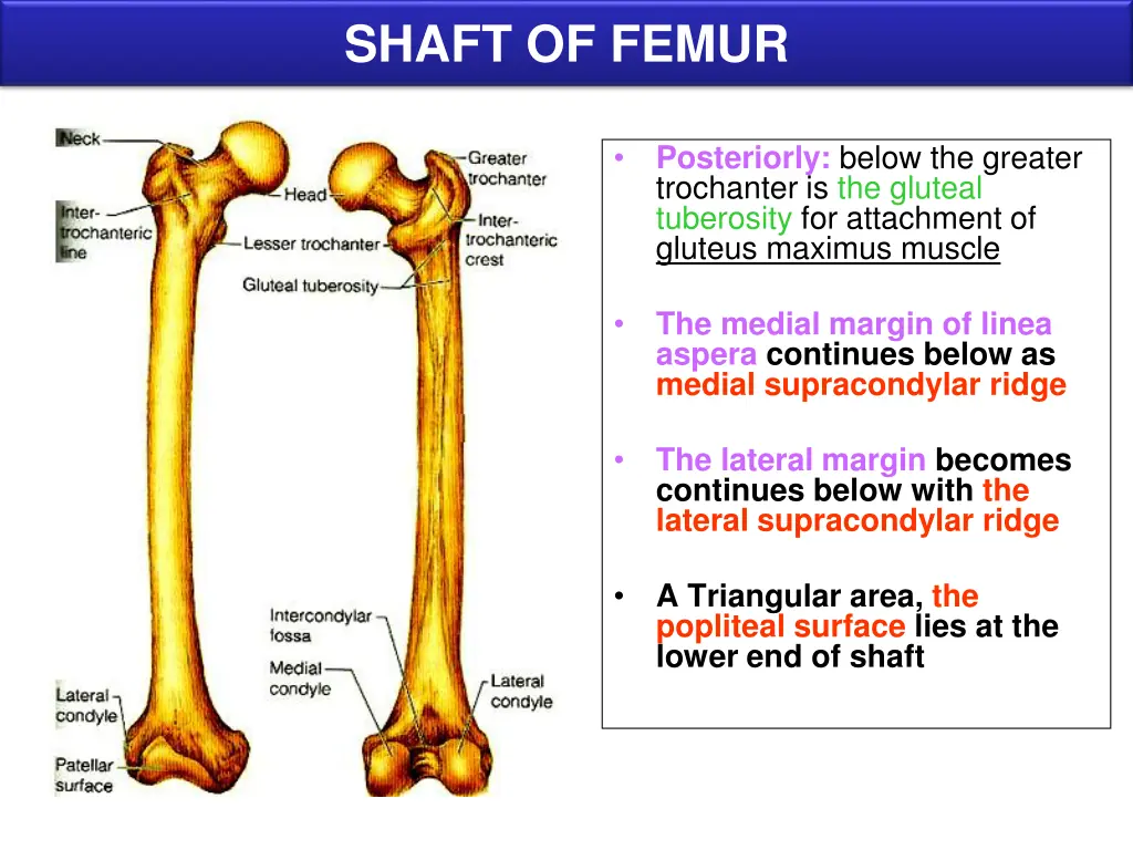 shaft of femur 1