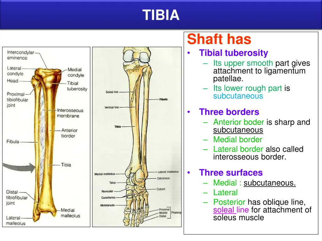 tibia 1