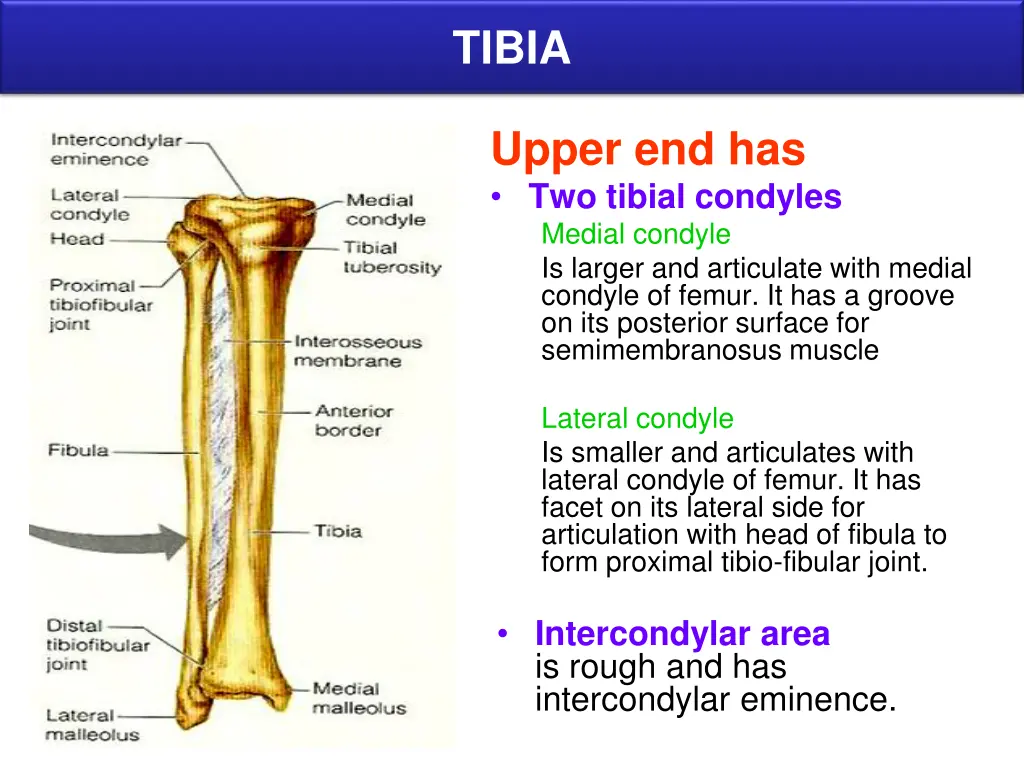 tibia