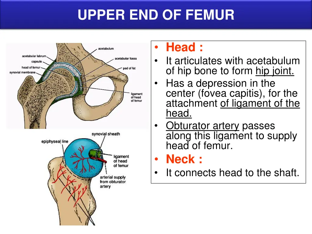 upper end of femur