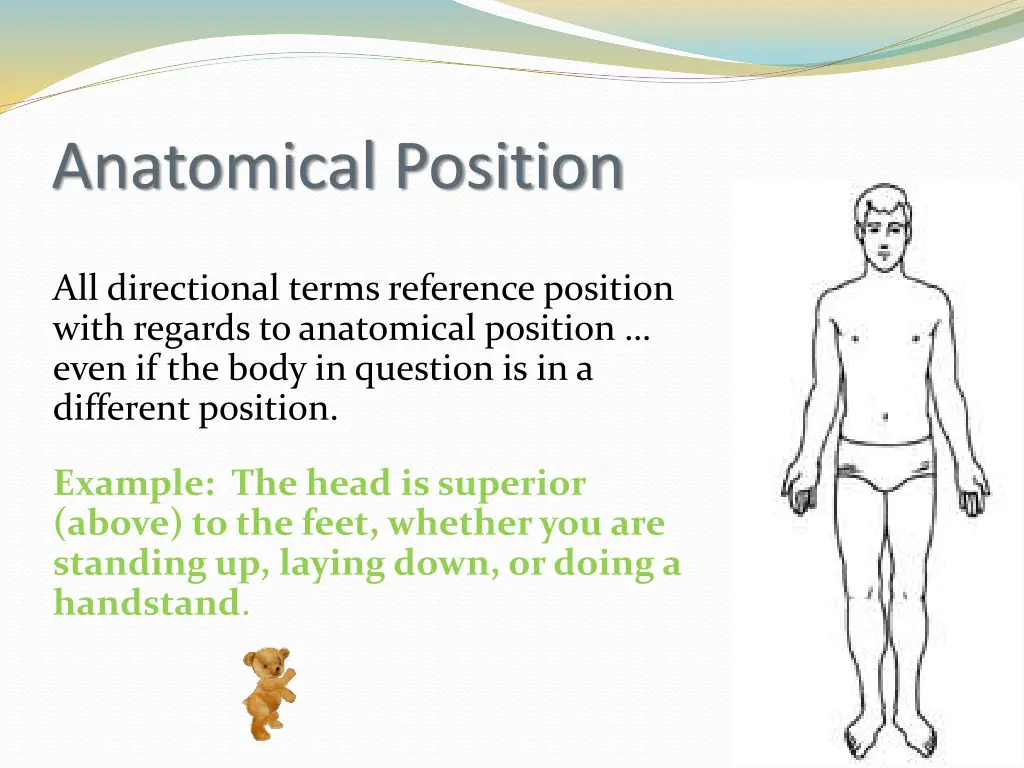 anatomical position 1