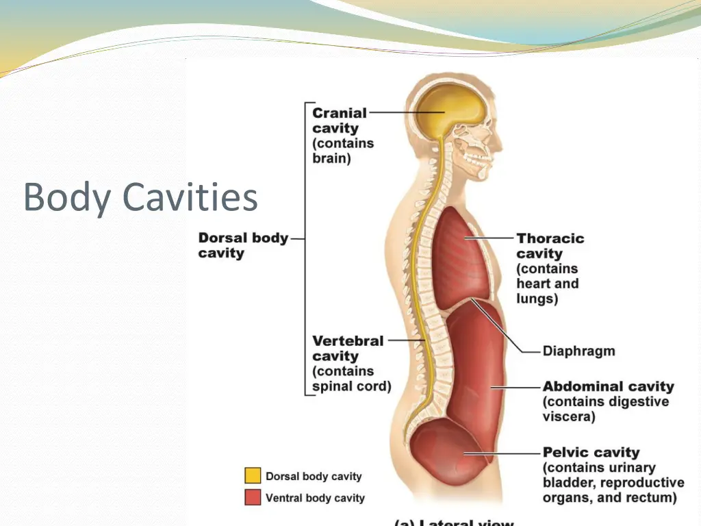 body cavities