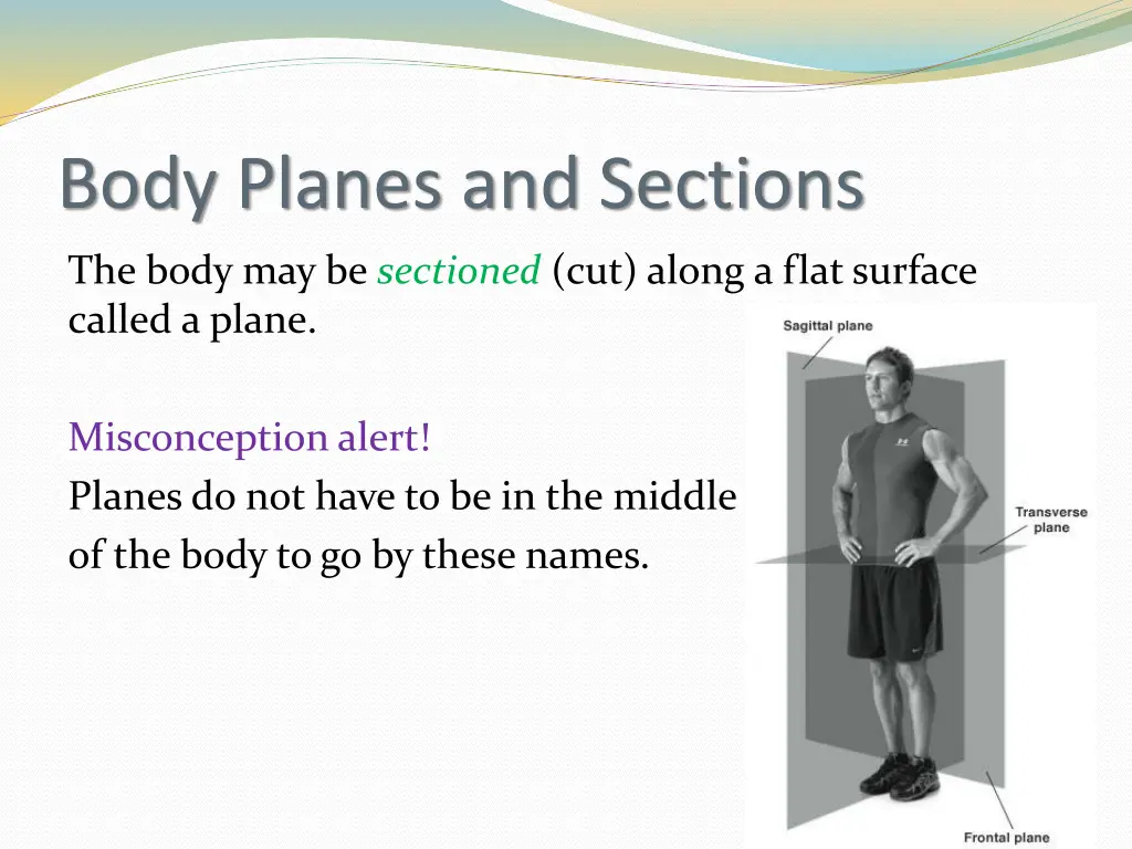 body planes and sections