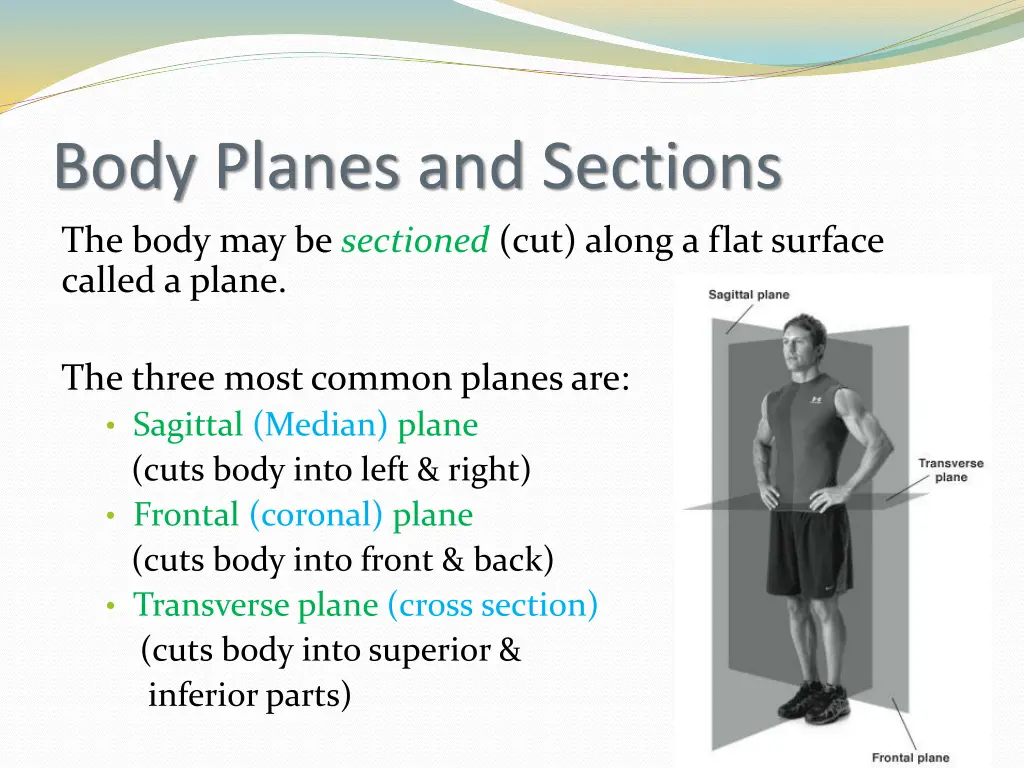 body planes and sections the body