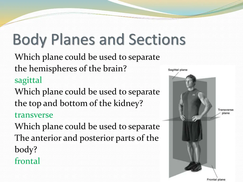body planes and sections which plane could