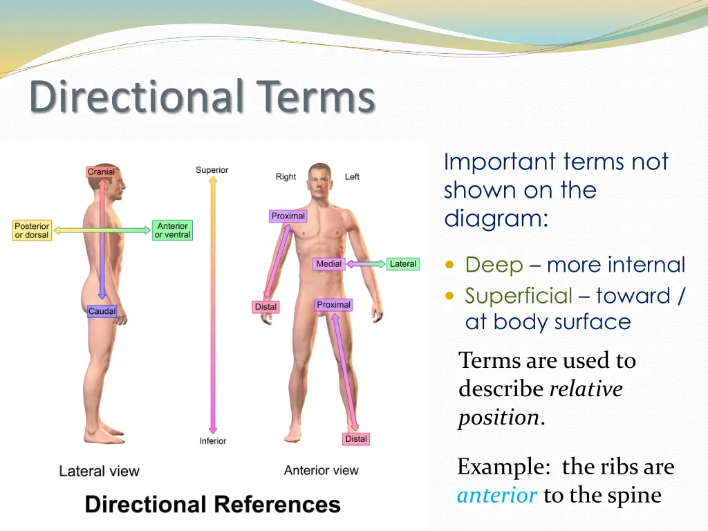 directional terms