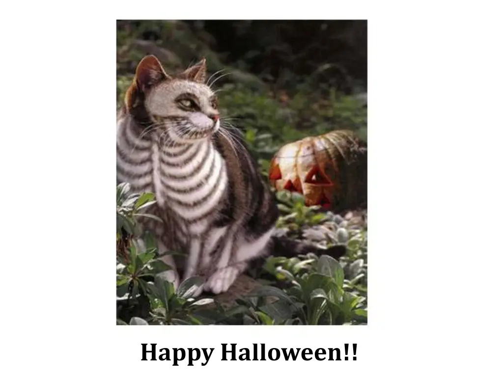 happy halloween
