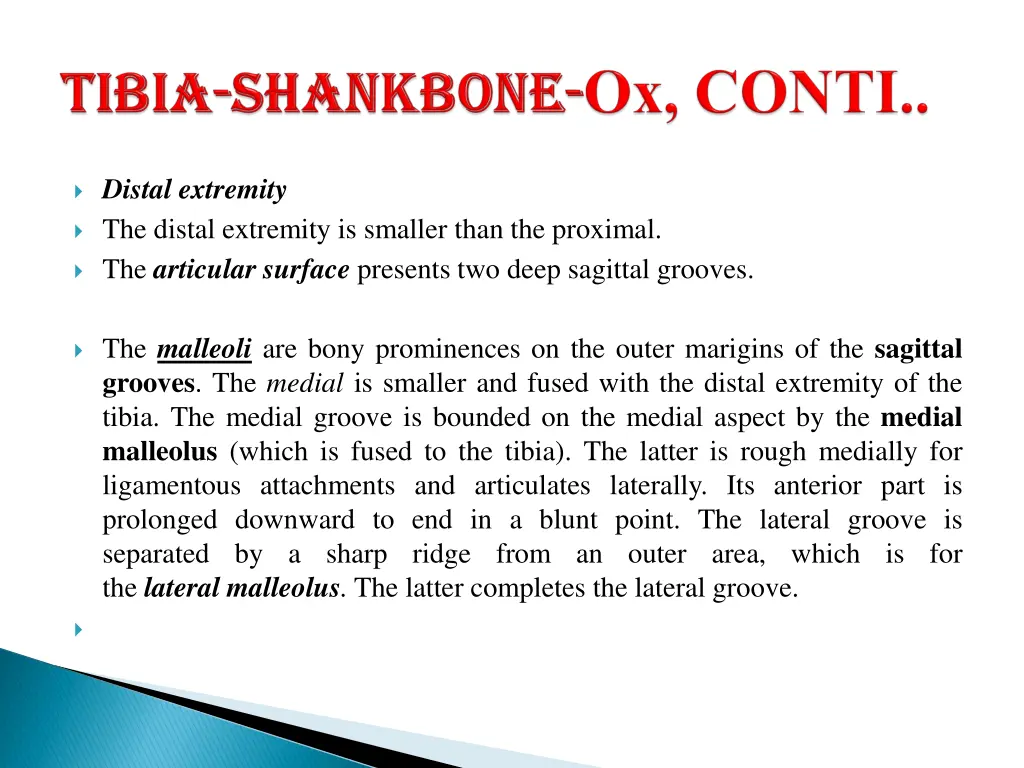 distal extremity the distal extremity is smaller