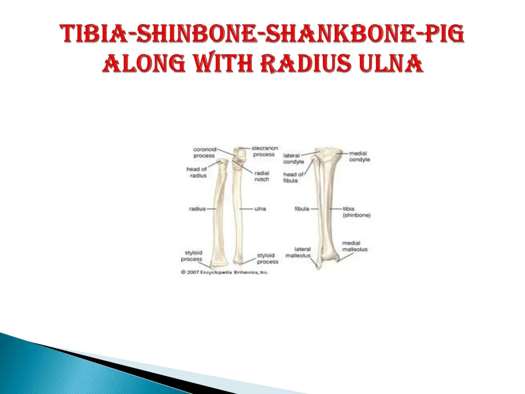 slide11