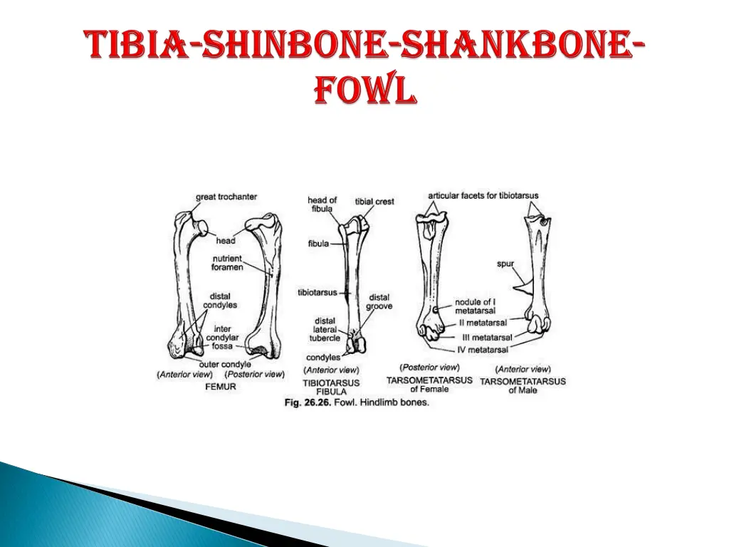 slide15