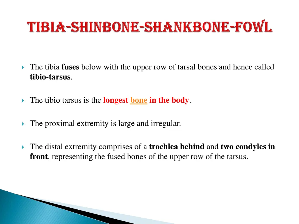 the tibia fuses below with the upper