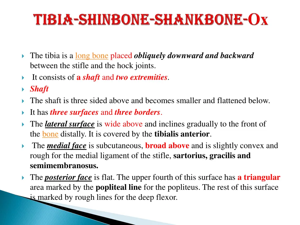 the tibia is a long bone placed obliquely