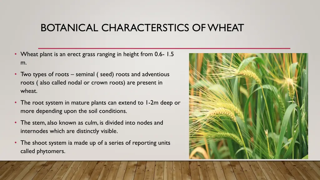 botanical characterstics of wheat