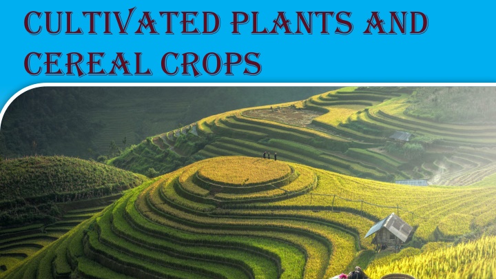 cultivated plants and cereal crops