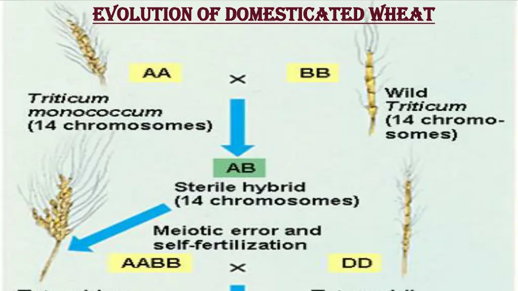 evolution of domesticated wheat evolution