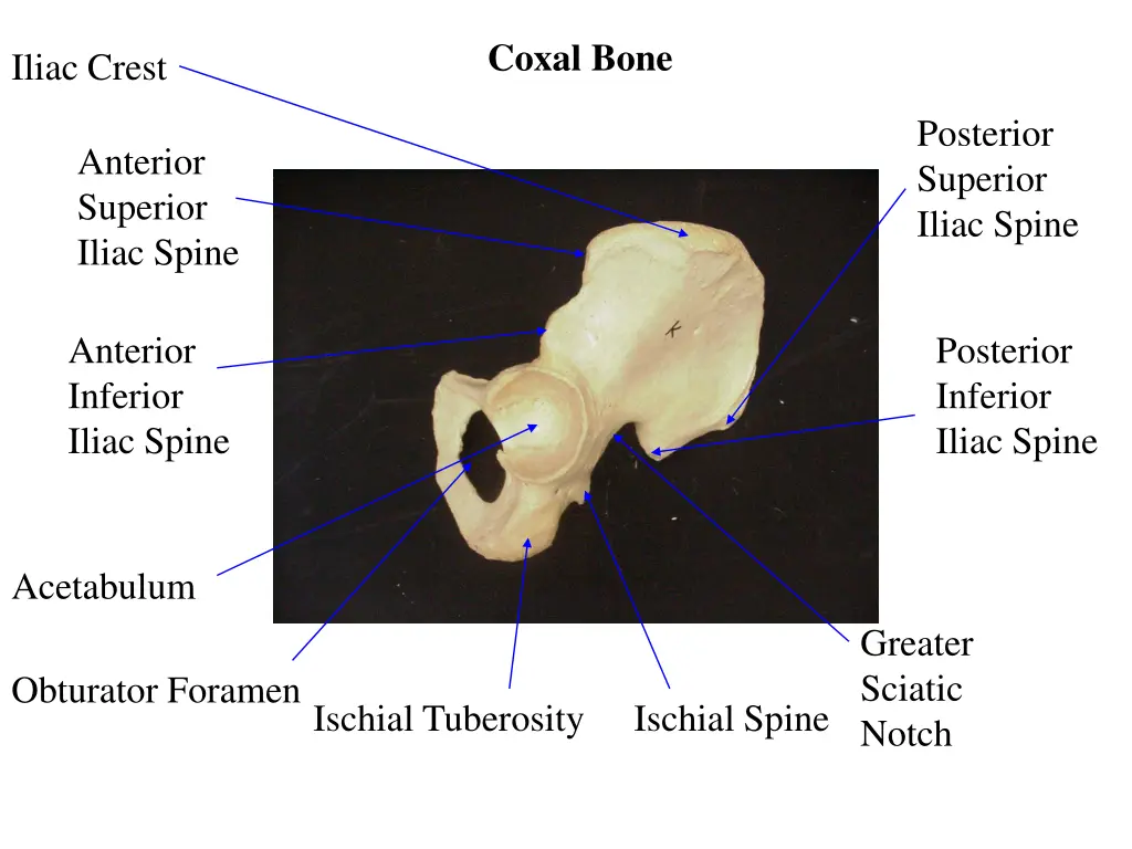 coxal bone