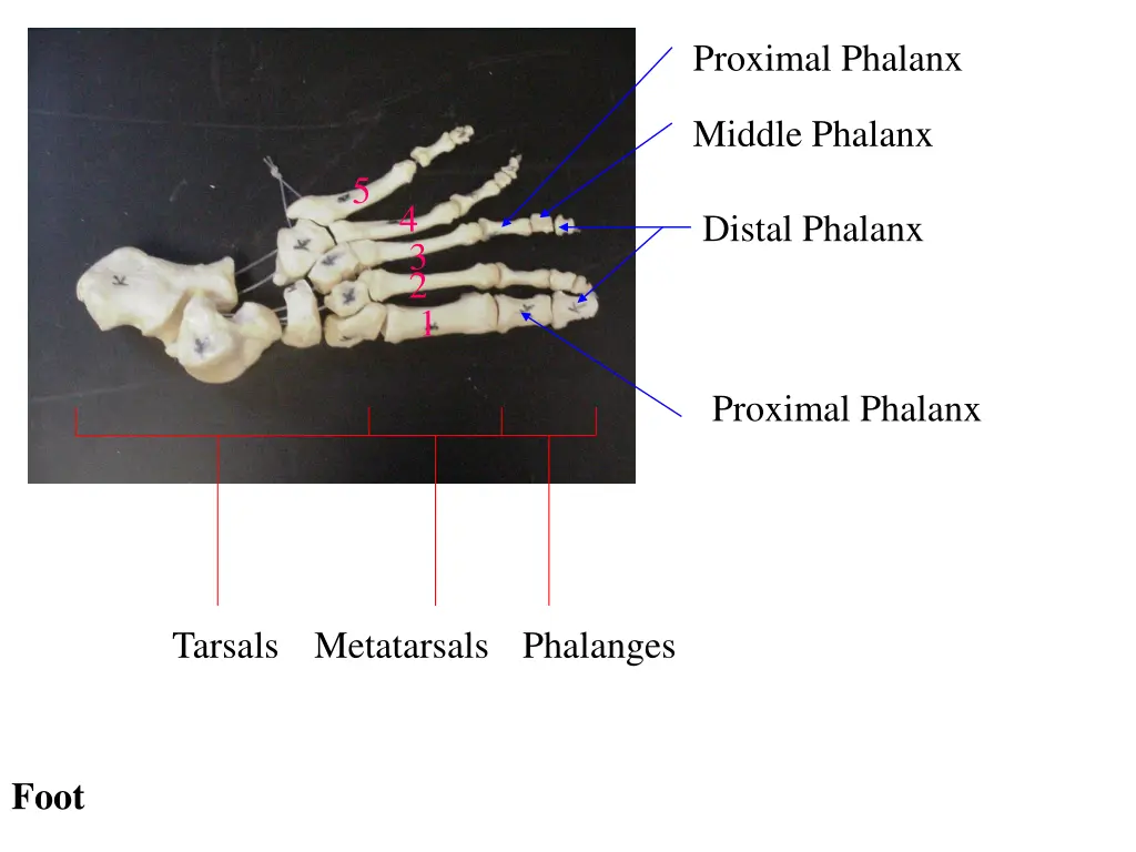 proximal phalanx