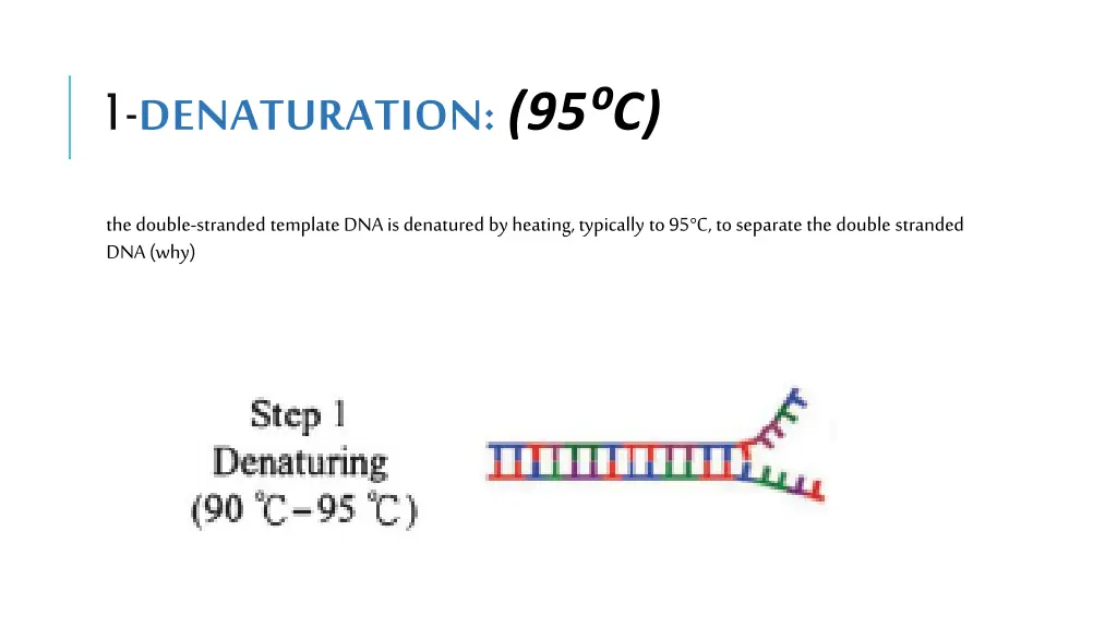 1 denaturation 95 c