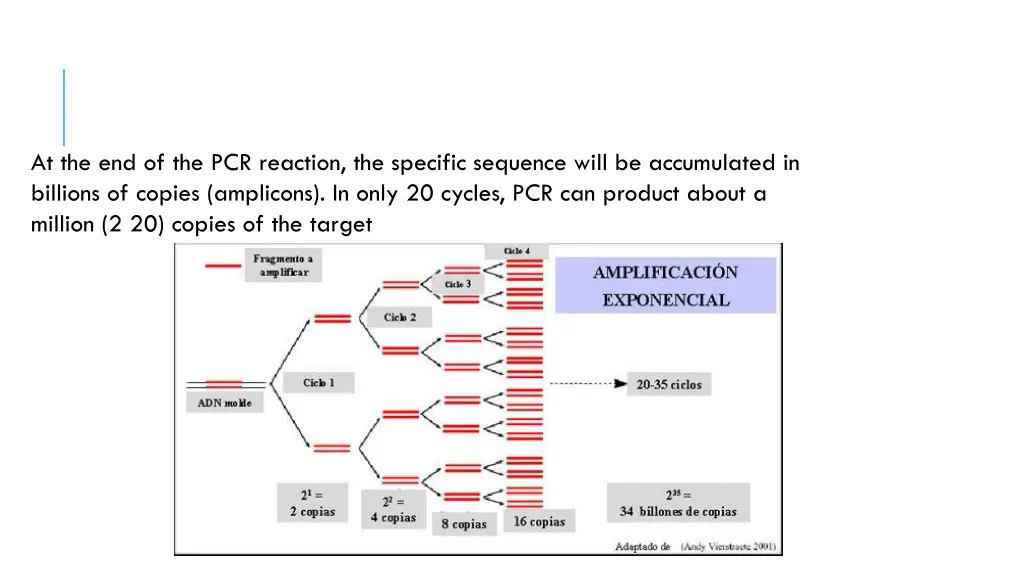 at the end of the pcr reaction the specific