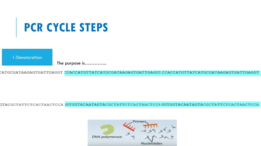 pcr cycle steps