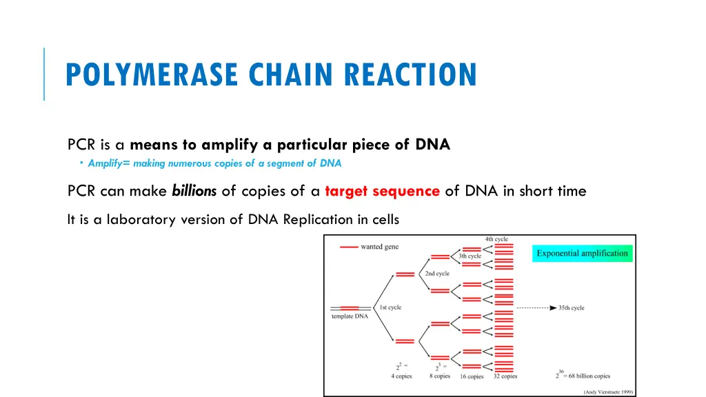 polymerase chain reaction 1
