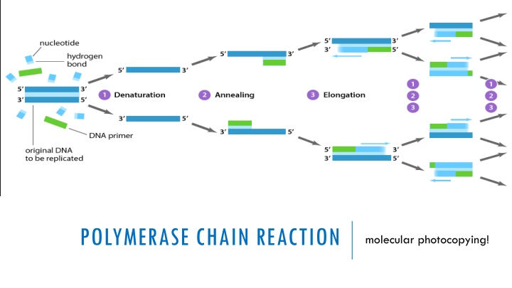 polymerase chain reaction