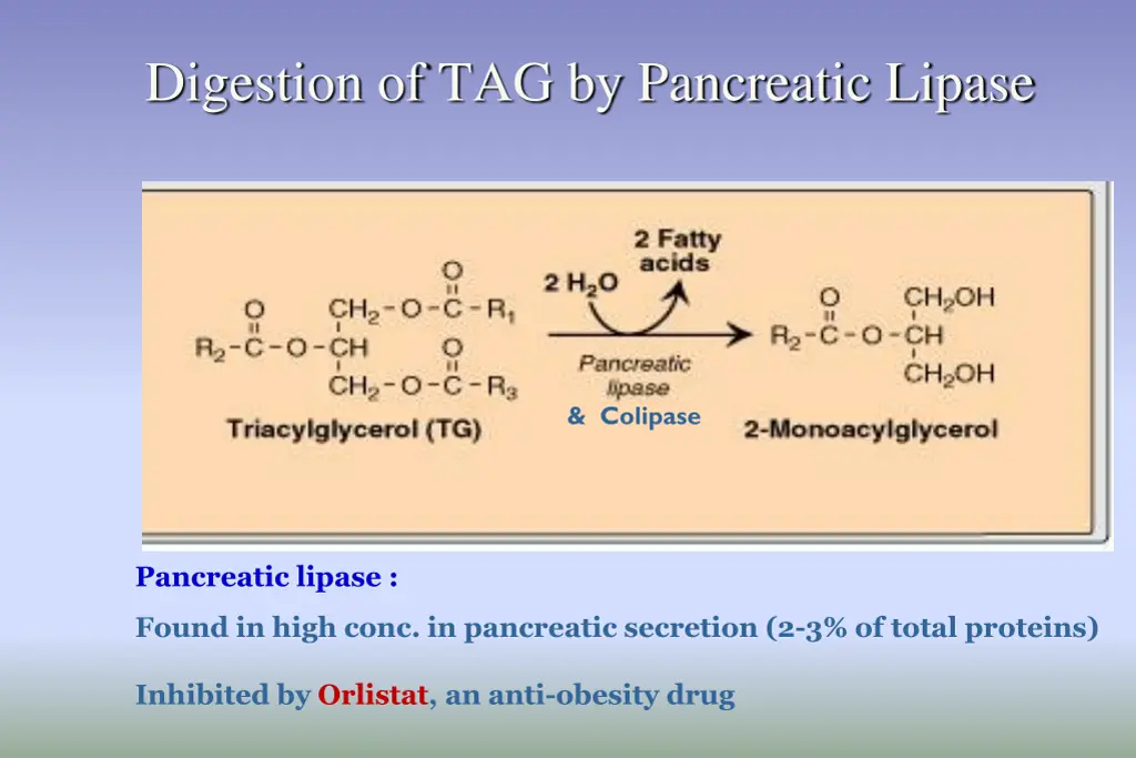 digestion of tag by pancreatic lipase