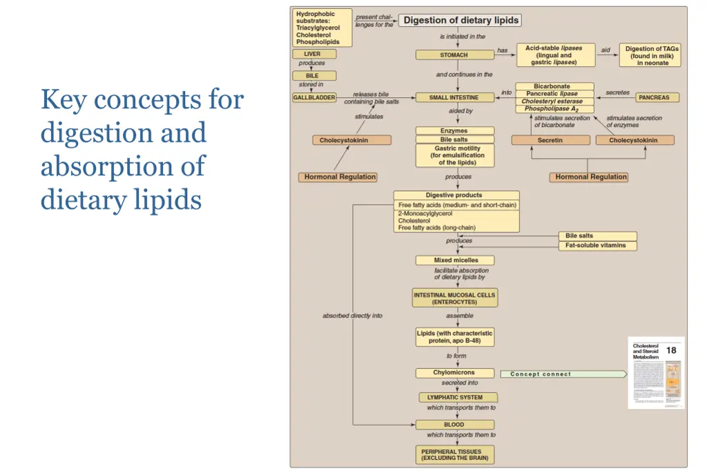 key concepts for digestion and absorption