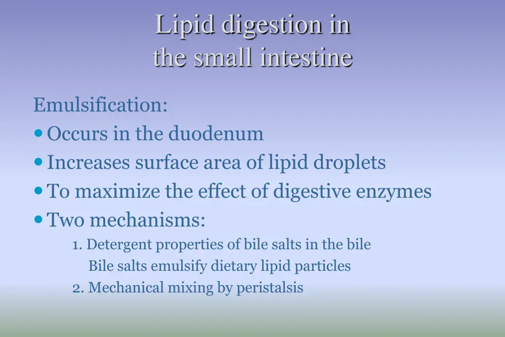 lipid digestion in the small intestine