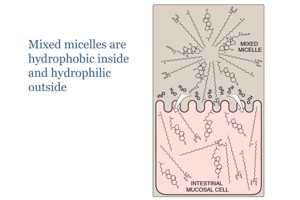 mixed micelles are hydrophobic inside