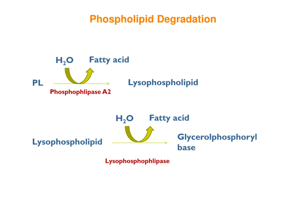phospholipid degradation