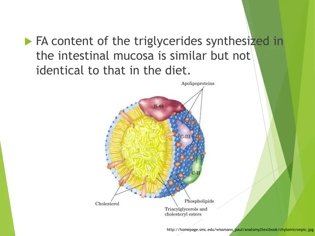 fa content of the triglycerides synthesized