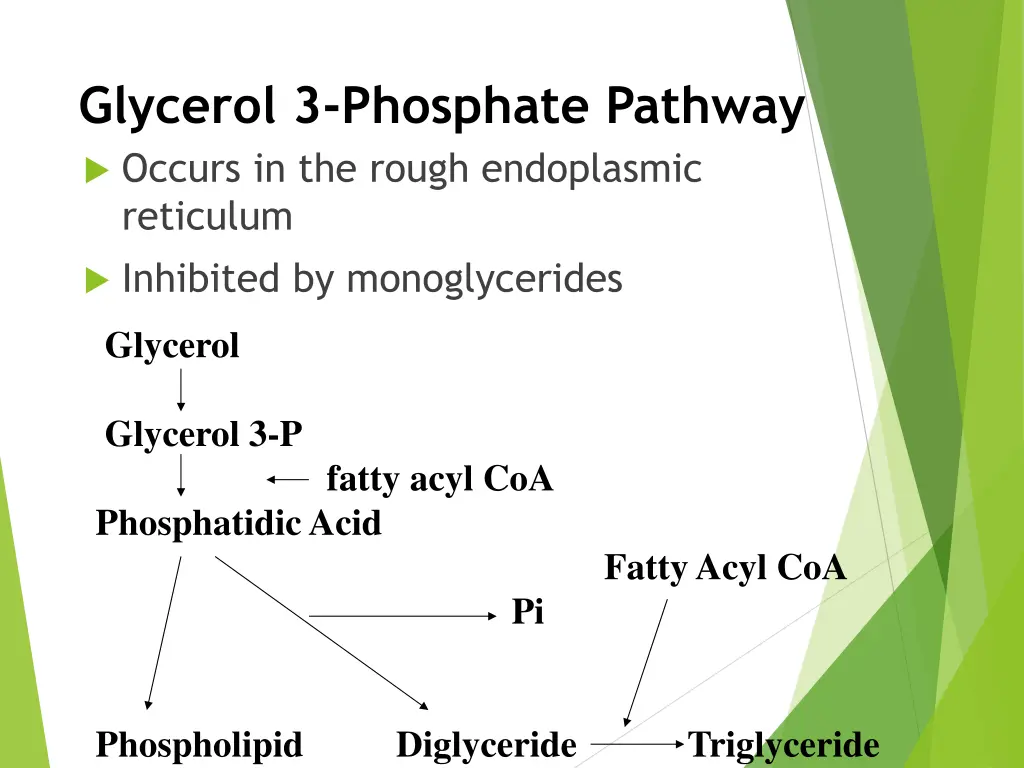 glycerol 3 phosphate pathway occurs in the rough