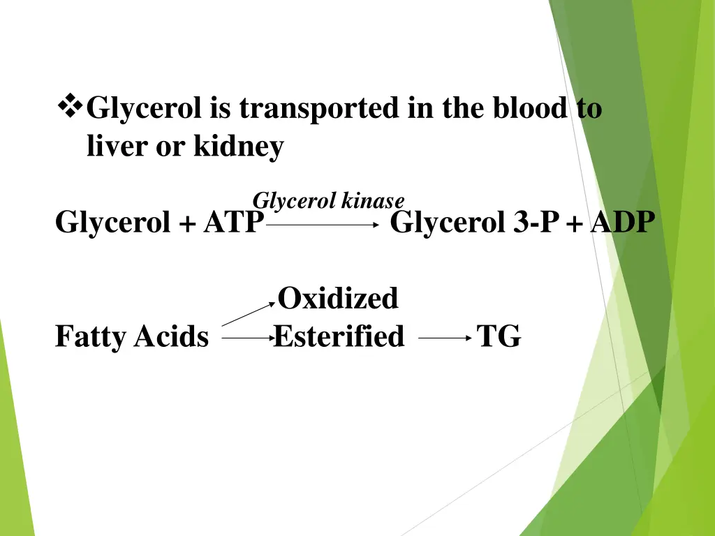 glycerol is transported in the blood to liver