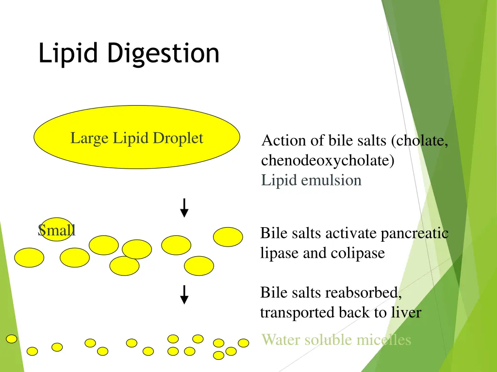 lipid digestion