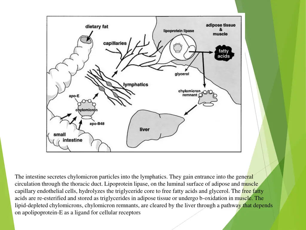 the intestine secretes chylomicron particles into