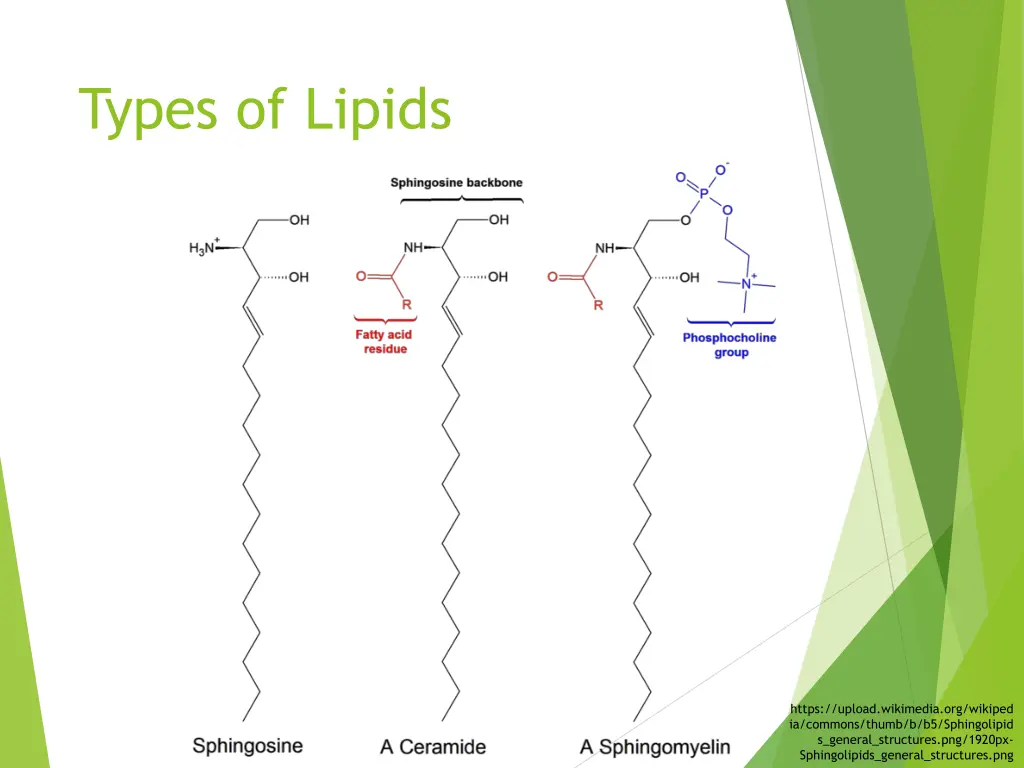 types of lipids 1