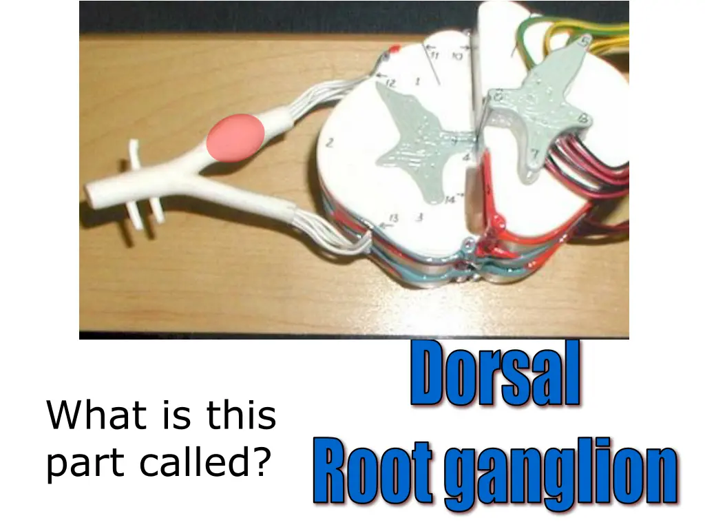 dorsal 1