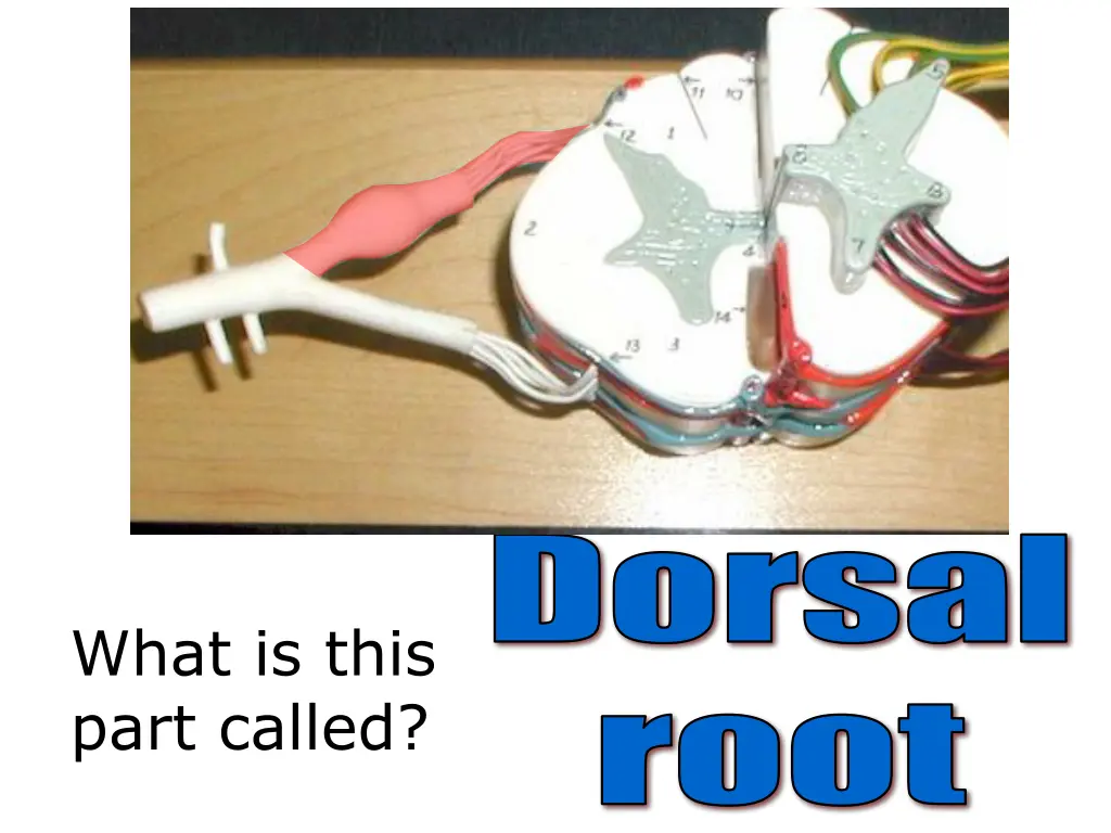 dorsal