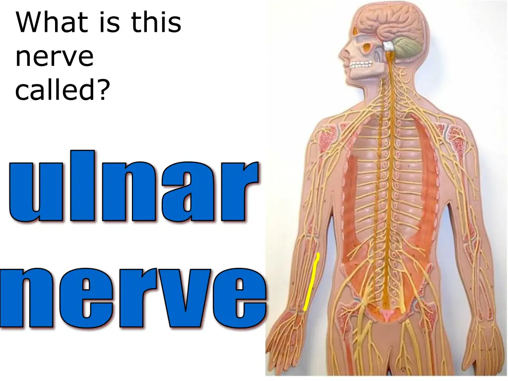 nervetorso