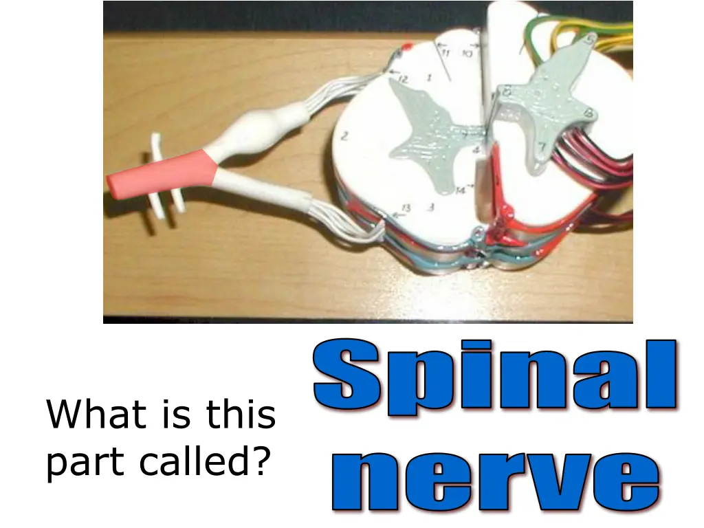 spinal