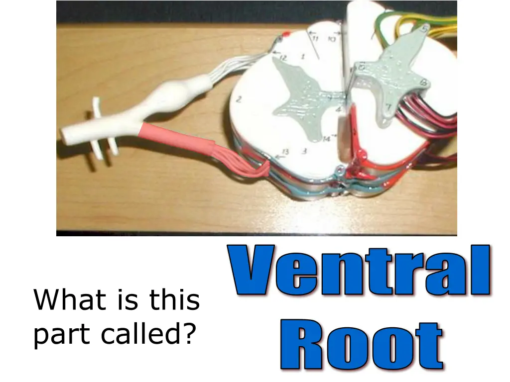 ventral