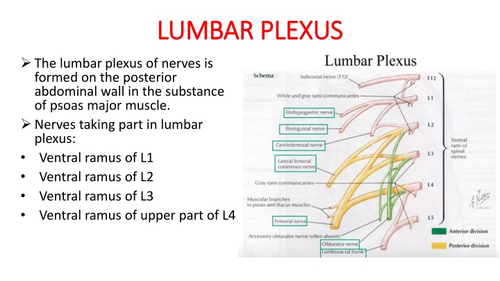 lumbar plexus lumbar plexus