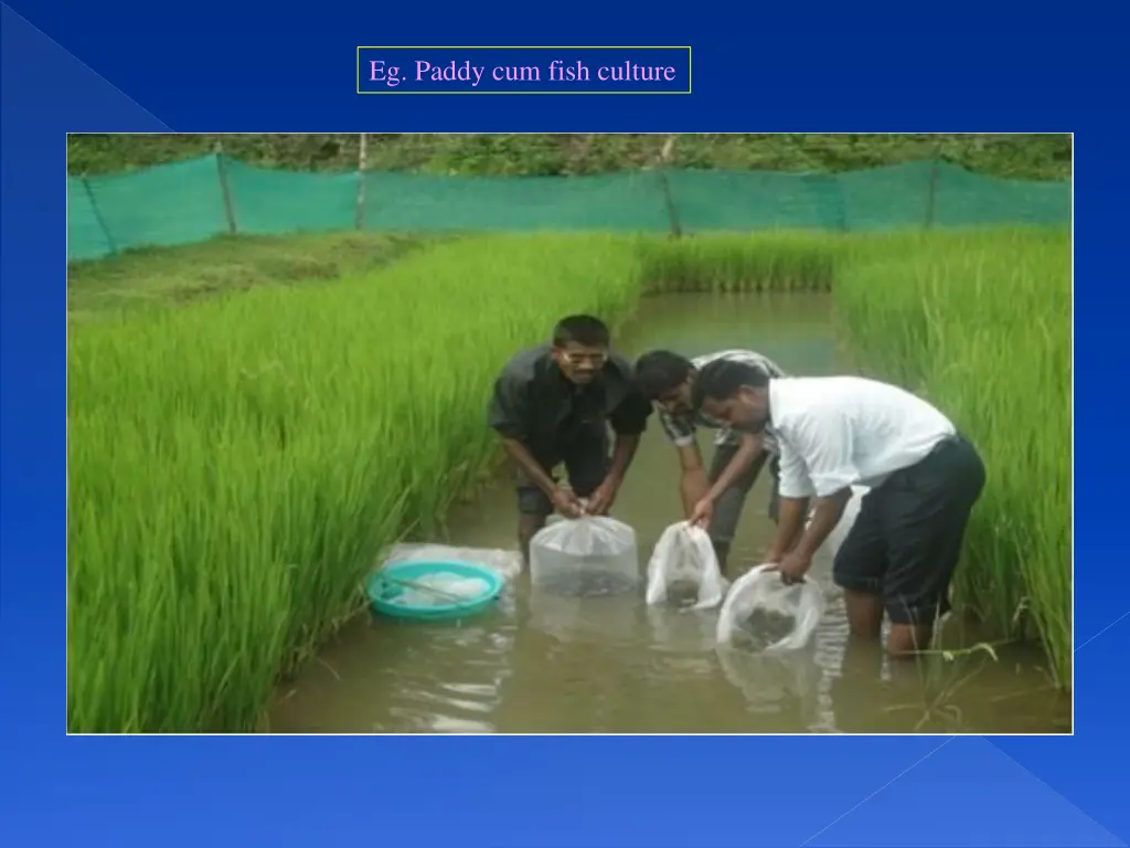 eg paddy cum fish culture