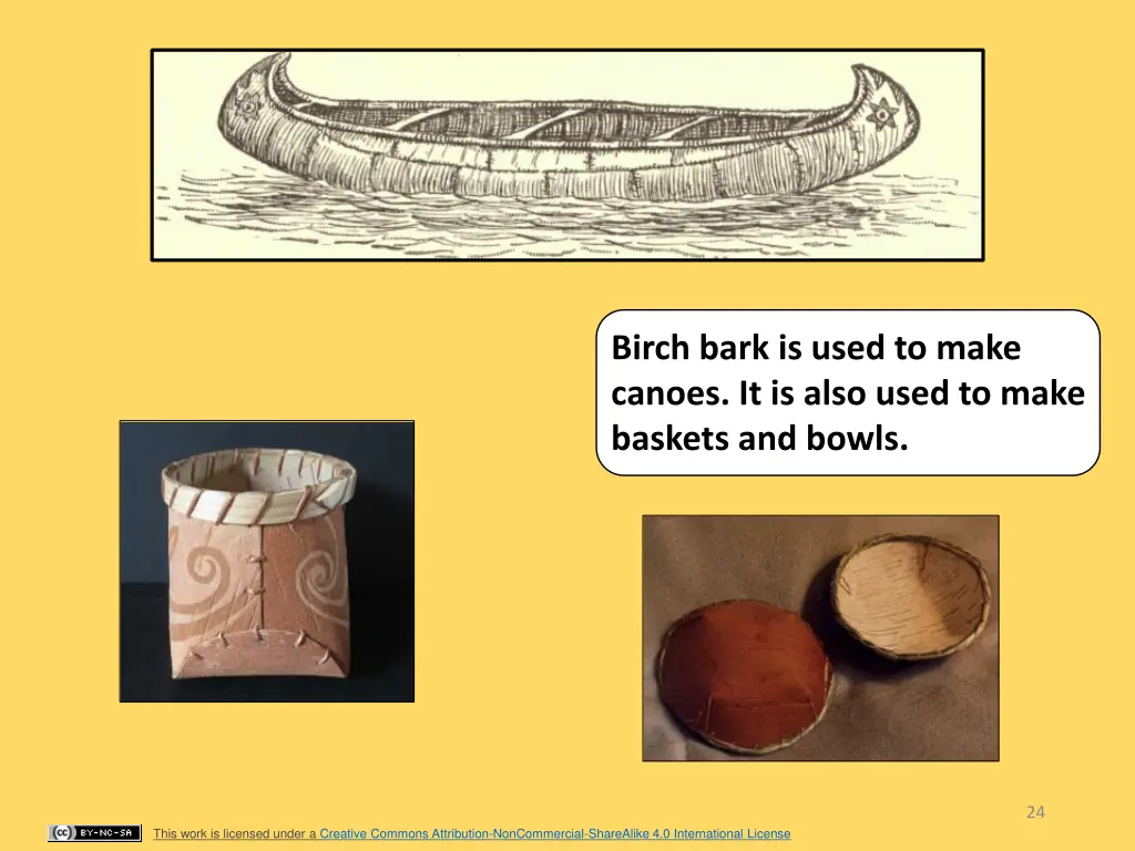 birch bark is used to make canoes it is also used