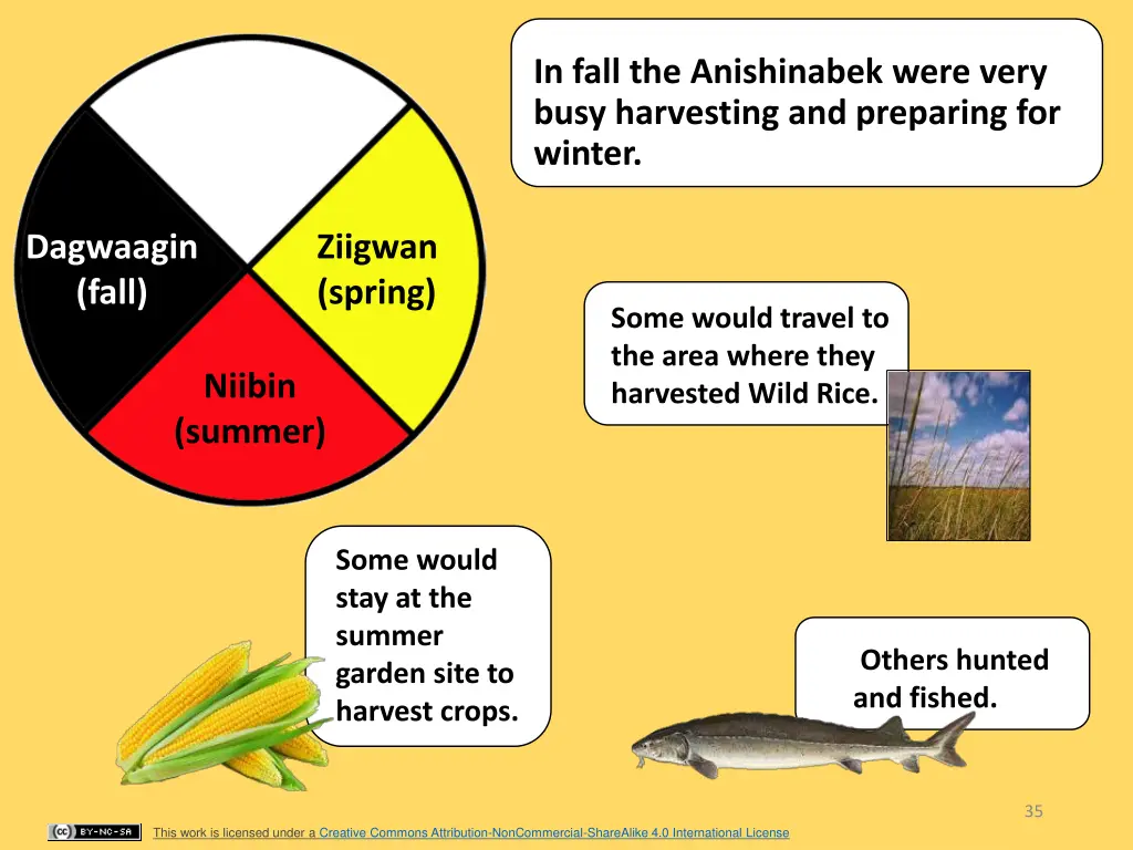 in fall the anishinabek were very busy harvesting