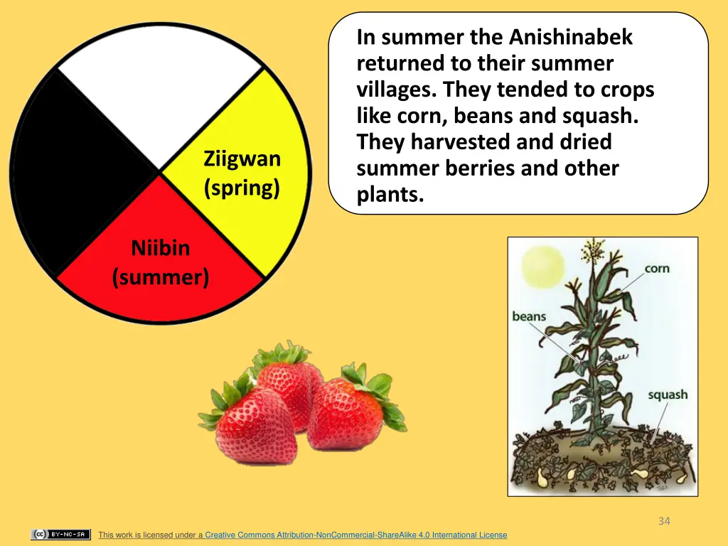 in summer the anishinabek returned to their