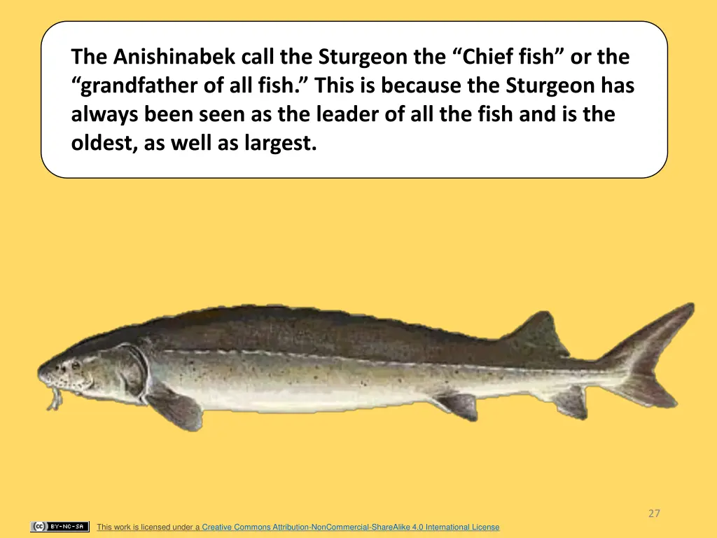 the anishinabek call the sturgeon the chief fish